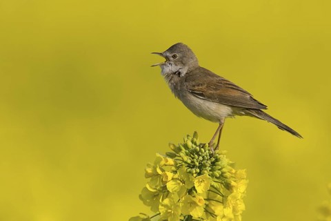Common Whitethroat (Sylvia communis) male singing, Burgenland, Austria