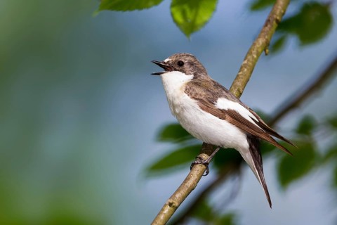 European Pied Flycatcher (Ficedula hypoleuca) male singing, Baden-Wuerttemberg, Germany