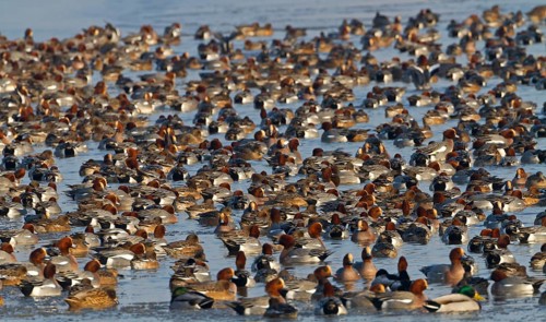 Eurasian Wigeon (Mareca penelope), Noordholland, Netherlands