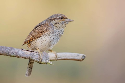 Wendehals, Jynx torquilla Eurasian Wryneck, Northern Wryneck, Jynx torquilla