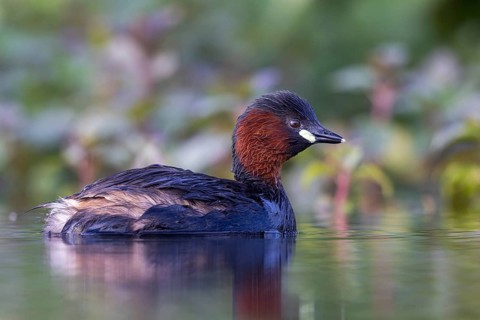 Little Grebe (Tachybaptus ruficollis), North Rhine-Westphalia, Germany