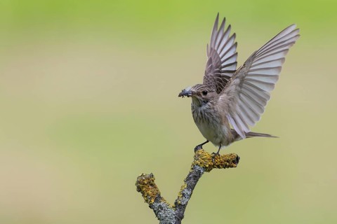 Spotted Flycatcher (Muscicapa striata) perched on a branch with insect prey in its beak, Lower