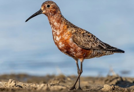 Curlew Sandpiper (Calidris ferruginea), Schleswig-Holstein, Germany