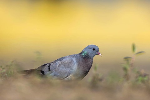 Stock Dove (Columba oenas), North Rhine-Westphalia, Germany