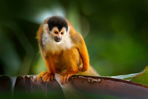 Monkey in the tropic forest vegetation. Animal, long tail in tropic forest. Squirrel monkey,