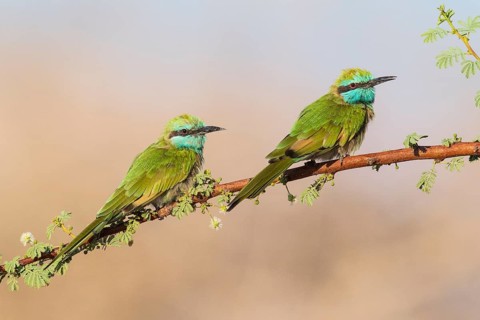 Green Bee-eater (Merops orientalis) pair, Eilat, Israel