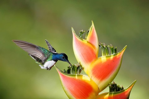 White-necked Jacobin (Florisuga mellivora) male flying and feeding on flower nectar, Costa Rica