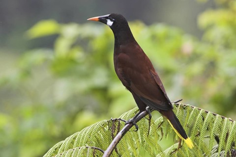 Montezuma Oropendola (Psarocolius montezuma), Costa Rica