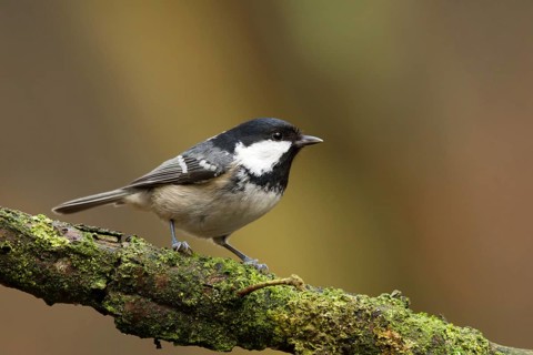 Coal Tit (Periparus ater), Utrecht, Netherlands