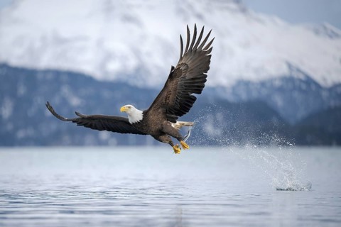Bald Eagle (Haliaeetus leucocephalus) hunting, with fish prey in its claws, Alaska, USA