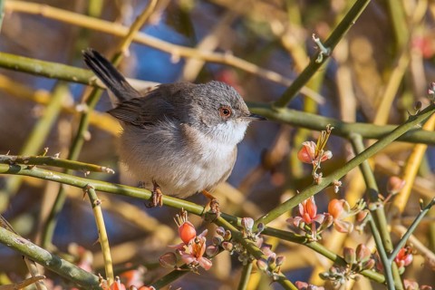 Sardinian Warbler (Sylvia melanocephala) female perched on a branch, Eilat, Israel