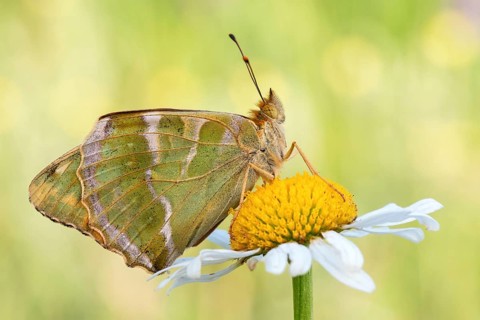Der Kaisermantel (Argynnis paphia) zeigt die Flügel-Unterseite