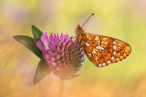 Der Silberfleck Perlmuttfalter (Boloria euphrosyne)