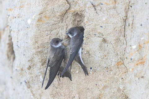 Sand Martin (Riparia riparia) at nesting wall, North Rhine-Westphalia, Germany