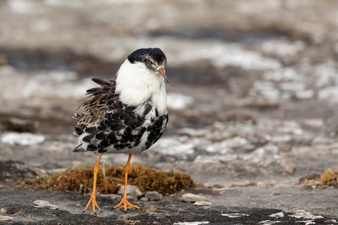 Ruff (Calidris pugnax) male, Oeland, Sweden