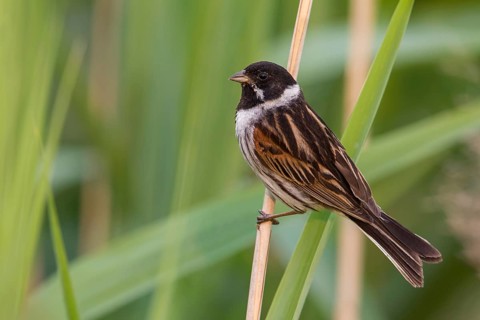 Common Reed Bunting (Emberiza schoeniclus) male perched on a reed stalk, Poland