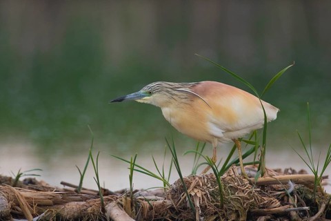 Squacco Heron (Ardeola ralloides), Subotica, Serbia