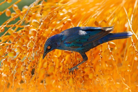 Cape Glossy Starling, Lamprotornis nitens, in nature habitat, orange plam tree with fruits. Detail