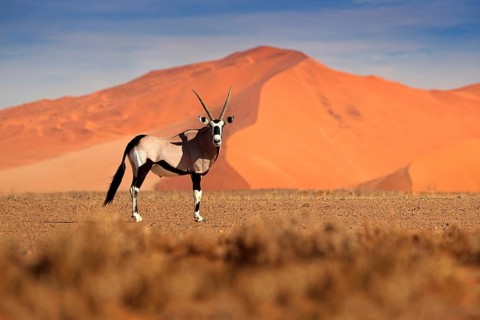 Gemsbok with orange sand dune evening sunset. Gemsbuck, Oryx gazella, large antelope in nature