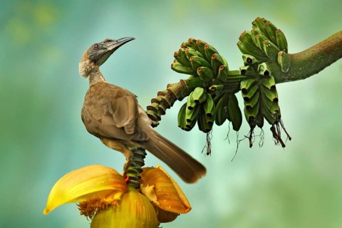 Helmeted friarbird, Philemon buceroides, beautiful bird sitting on the banana tree in the green