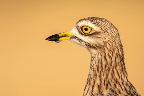 Eurasian Stone-curlew (Burhinus oedicnemus), Castile-La Mancha, Spain