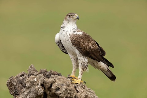 Bonelli's Eagle (Aquila fasciata), Extremadura, Spain