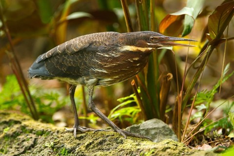 Black Bittern (Dupetor flavicollis), Singapore