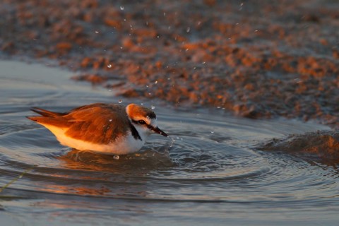 Kentish Plover (Charadrius alexandrinus) male bathing, Mallorca, Spain