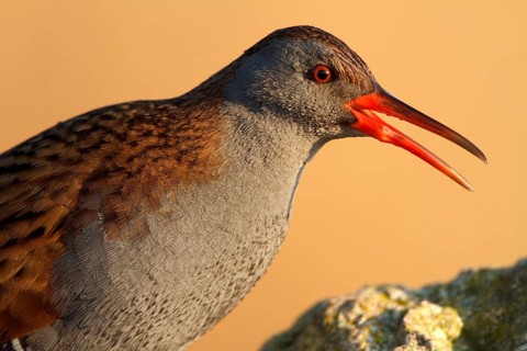 Water Rail (Rallus aquaticus) foraging, Castile-La Mancha, Spain