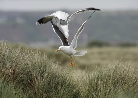 Zwei Heringsmöwen; lat. Larus fuscus; streiten sich im Flug über dem Dünengras