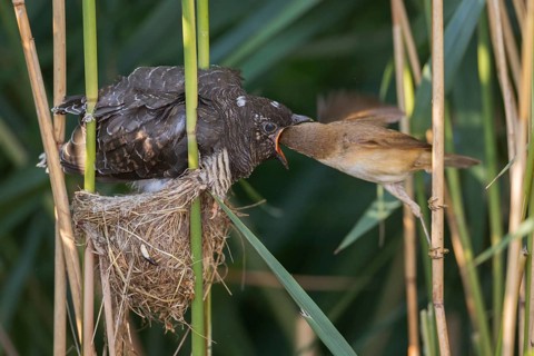 Common Cuckoo & Eurasian Reed Warbler (Cuculus canorus & Acrocephalus scirpaceus) Eurasian Reed
