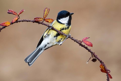 Great Tit (Parus major), Asturias, Spain