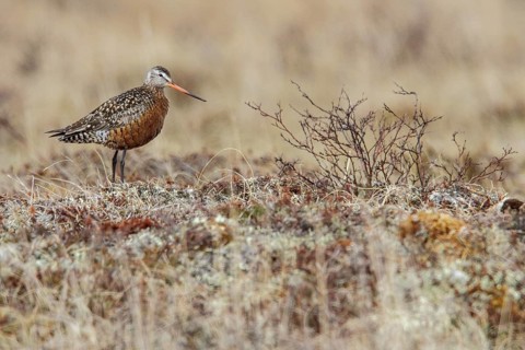 Hudsonian Godwit (Limosa haemastica) on the tundra near Churchill, Manitoba, Canada