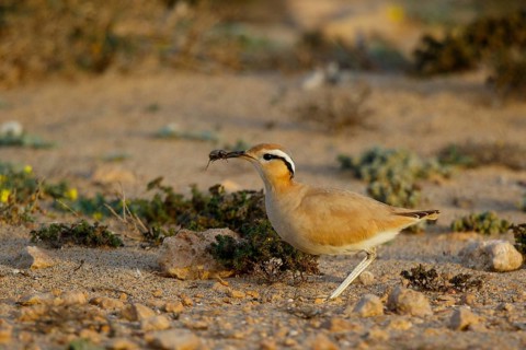 Cream-colored Courser (Cursorius cursor) with captured bug in its beak, Fuerteventura, Spain