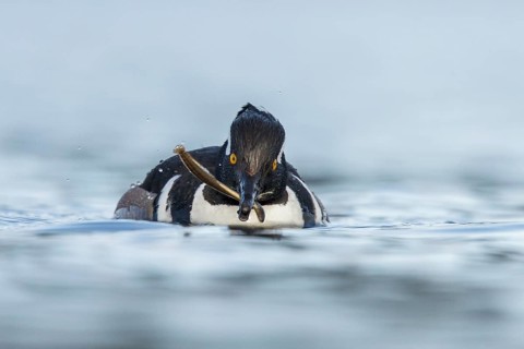 Hooded Merganser (Lophodytes cucullatus) in the ocean near Victoria, British Columbia, Canada