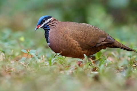 Blue-headed Quail-dove (Starnoenas cyanocephala) perched on the ground in Cuba