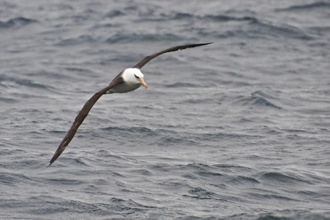 Campbell Albatross (Thalassarche impavida), New Zealand