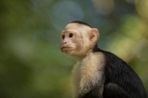 White-faced Capuchin Monkey, Tortuguero National Park, Costa Rica