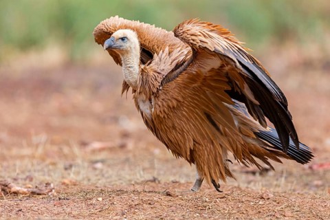 Gänsegeier, Eurasian Griffon Vulture, Griffon Vulture, Eurasian Griffon, Gyps fulvus, Vautour