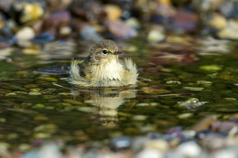 Common Chiffchaff (Phylloscopus collybita) bathing in a little stream, Mecklenburg-Western