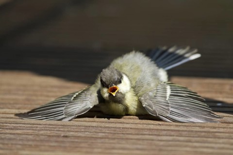 Great Tit (Parus major) juvenile sunbathing on wood terrace, Mecklenburg-Western Pomerania, Germany