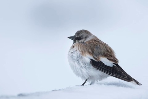 White-winged Snowfinch - Schneesperling - Montifringilla nivalis ssp. tianshanica, adult,