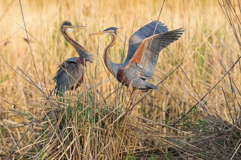 Purpurreiher, Purple Heron, Ardea purpurea, Héron pourpré, Garza Imperial