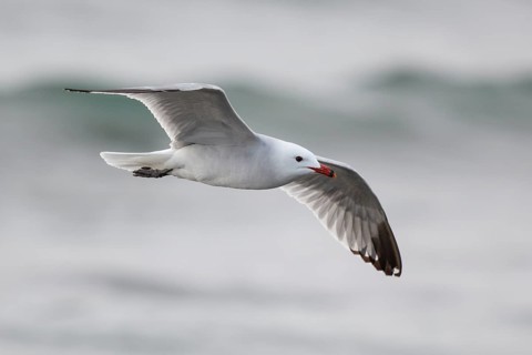 Audouin's Gull (Ichthyaetus audouinii) flying, Spain