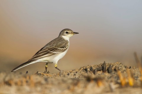 Yellow Wagtail - Schafstelze - Motacilla flava, Oman