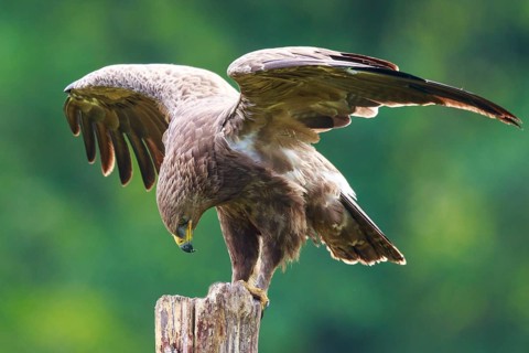 Lesser Spotted Eagle (Clanga pomarina) perched on a pale, Poland