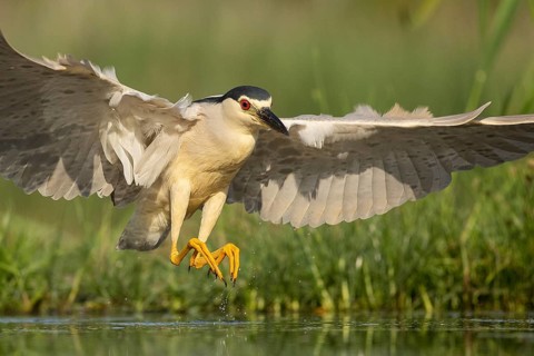 Black-crowned Night Heron (Nycticorax nycticorax) landing, Pusztaszer, Hungary