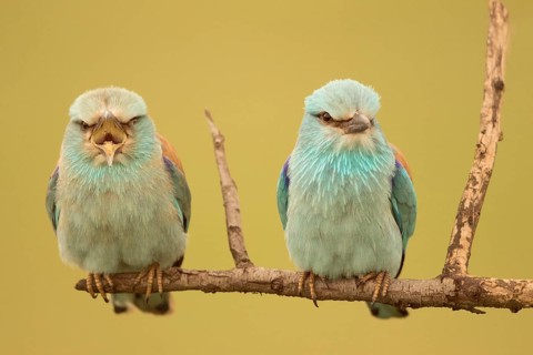 European Roller (Coracias garrulus) pair perched on a branch, Serbia