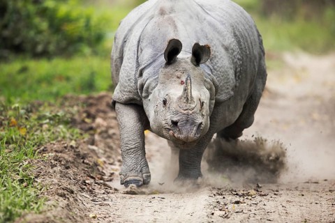 Indian Rhinoceros (Rhinoceros unicornis) male charging on a gravel road, Kaziranga National Park,