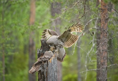 Great Grey Owl (Strix nebulosa) male landing on nest with little bird prey in beak, Suomussalmi,